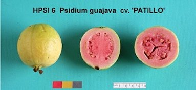 Credit: USDA Agricultural Research Service 'Patillo'