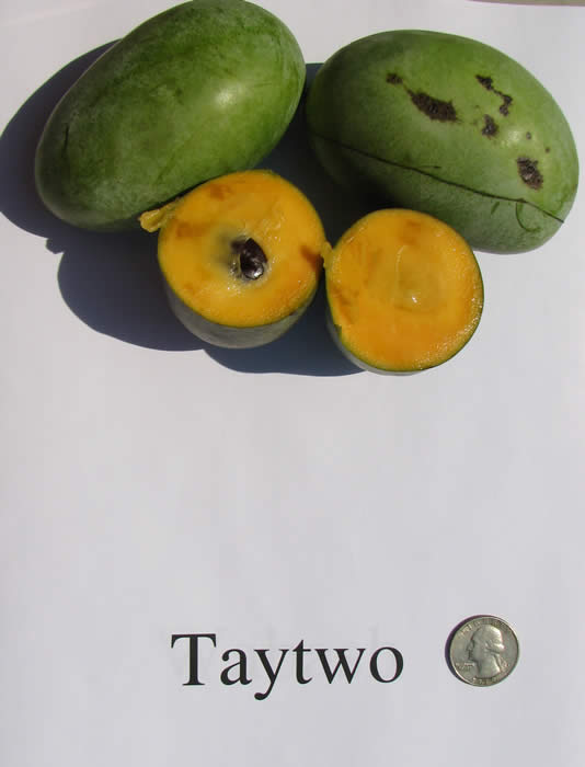 Credit: Jeremy Lowe in 2008 Taytwo