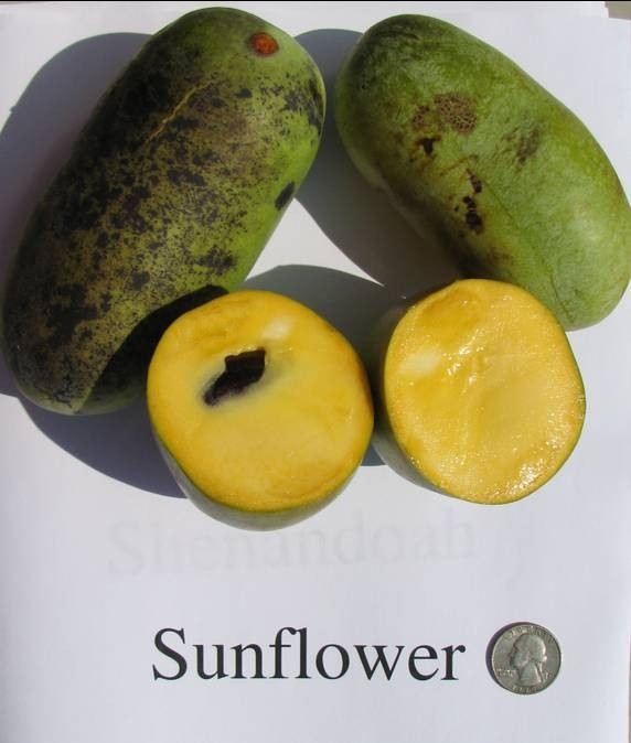 Credit: Jeremy Lowe in 2008 Sunflower