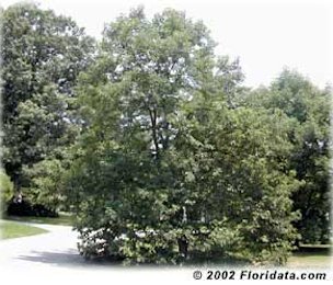 Credit: © 2002 Floridata.com The is the 'Meador' persimmon, a cultivar selected for fruit quality and cold hardiness growing in Ohio (Zone 5).