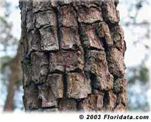 Credit: © 2002 Floridata.com Its thick distinctively blocky bark helps to identify the American persimmon in the field.