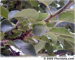Credit: © 2002 Floridata.com This is the foliage and unripe fruit of the 'Meador' American persimmon, a cultivar selected for fruit quality.