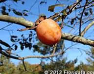 Credit: © 2013 Floridata.com A Ripe American Persimmon Fruit