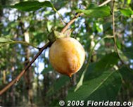 Credit: © 2005 Floridata.com American persimmon fruit