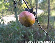 Credit: © 2006 Floridata.com American persimmon fruit