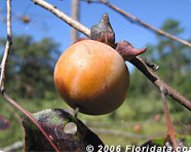 Credit: © 2006 Floridata.com American persimmon