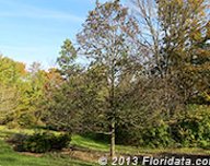Credit: © 2013 Floridata.com American persimmon tree (winter) Boone County (Kentucky) Arboretum
