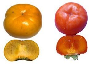 Nonastringent persimmon 'Fuyu' (left) and astringent 'Hiratanenashi' (right) ready-to-eat cultivars