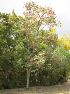 Credit: Pinnacle-Mountain Persimmons do not like to grow in the forest