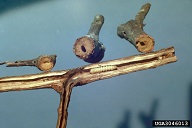 Twig girdler damage