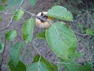 Credit: Hillpond.org Persimmons get smutty but the black smut does not bother it nor us