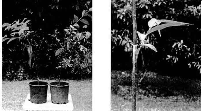 Picture 2. Pond Apple rootstock ready for chip budding. Pic. 3. Bullocks Heart shoot on a Pond Apple rootstock