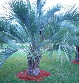 Credit: Green deane, Eat The Weeds Pindo Palm, Jelly Palm