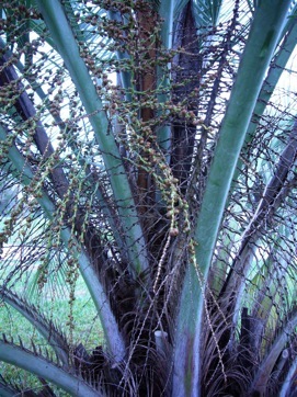 Credit: Green Deane, eartheweeds.com Look for short spines on each side of the frond