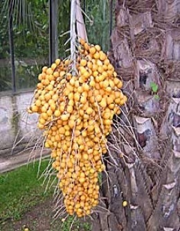 Credit: Green Deane, eartheweeds.com Ripe Pindo Palm fruit