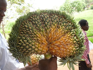 Ananas dupliqué (République centrafricaine)