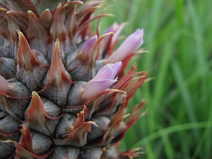 Flower of pineapple (Anannas comosus) at Iriomote. Okinawa, Japan