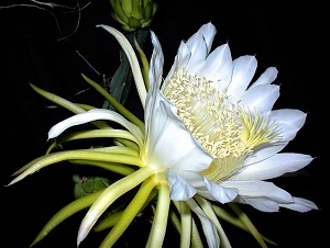 Credit: Ulf Eliasson, commons.wikimedia.org Hylocereus undatus