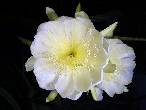 Credit: Edward, wikipedia.org Hylocereus megalanthus