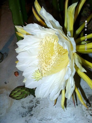 Credit: Edward, wikipedia.org Hylocereus costaricensis