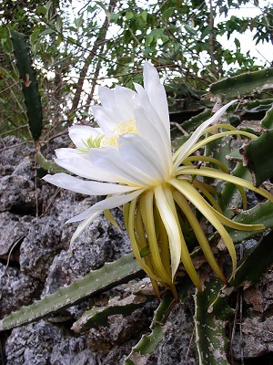 Credit: Richard C. ,commons.wikimedia.org Hylocereus triangularis