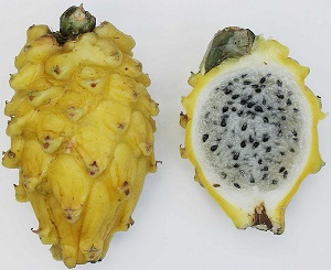 Credit: Fibonacci, wikipedia.org Hylocereus megalanthus, Yellow pitahaya fruit with spines removed