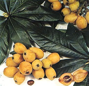 Loquat