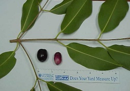 Credit: D. F. Culbert, UF/IFAS Foliage and Fruit