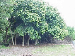 Credit: D. F. Culbert, UF/IFAS Cluster of Java Plum Trees