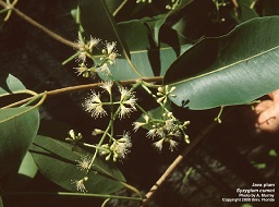 Credit: Anne Murray, UF/IFAS Center for Aquatic and Invasive Plants assessment Flowers