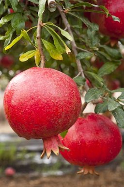 Credit: VSCNews Pomegranates