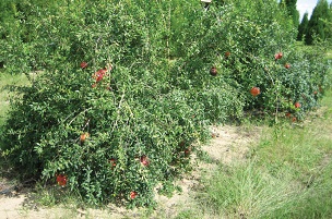 Credit: University of Florida Citrus Research and Education Center Figure 1. Plants of Parfyanka at about 5 years of age in 2015