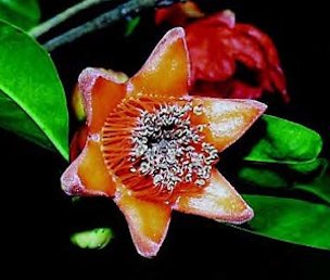 Credit: © Ken Love, University of Hawai‘i Pomegranate flower