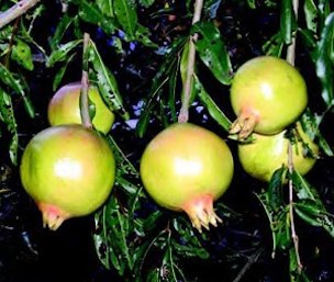 Credit: © Ken Love, University of Hawai‘i Immature fruits