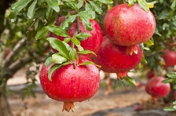 Credit: VSCNews pomegranates