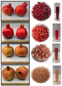 Credit: Ali Sarkhosh, UF/IFAS Fruit, aril, and juice characteristics of four pomegranate cultivars grown in Florida;
