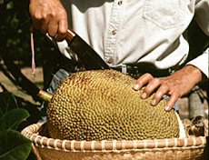 Credit: © 2007 Virtual Herbarium Step 1: fruit is cut in half