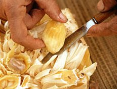 Credit: © 2007 Virtual Herbarium Step 3: bulbs are separated from rag