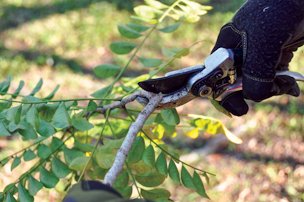 Credit: Samantha C. Wasielewski, Edible South Florida Cutting a hog plum branch for propagation