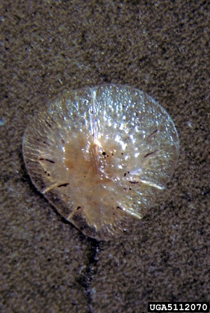 Pyriform Scale adult
