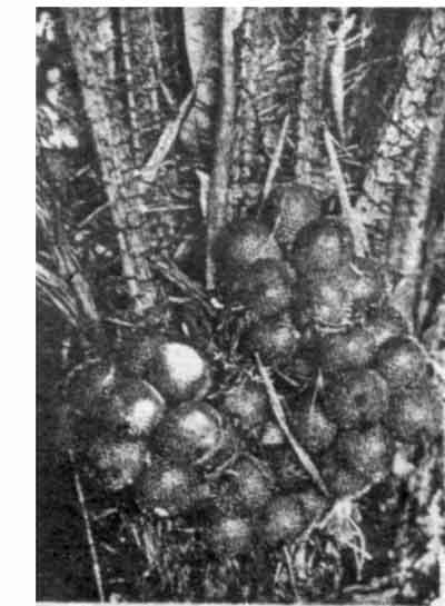 Credit: Archives of the Rare Fruit Council of Australia Salak Suwaru