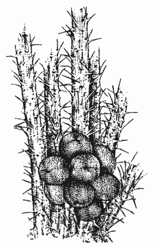 Credit: Archives of the Rare Fruit Council of Australia Salak fruit clump drawing