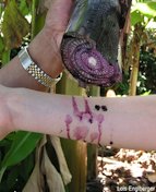 Sap from Fei Banana