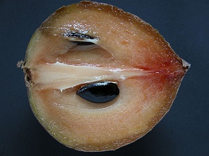 Credit: Asit K. Ghosh Thaumaturgist, Wikimedia Commons A half of a ripe Hasya sapodilla (Manilkara zapota / Sapotaceae) from Fruit and Spice Park,Homestead, Florida