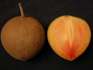 Credit: Asit K. Ghosh Thaumaturgist, commons.wikimedia.org A whole ripe and the half of a ripe Hasya Sapodilla (Manilkara zapota / Sapotaceae) from Fruit and Spice Park, Homestead, Florida.