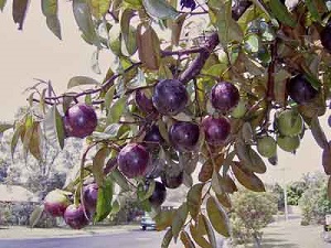 Credit: George Allen, Archives of the Rare Fruit Council of Australia Fruit