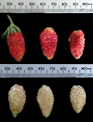 Credit: Alan H. Chambers, UF/IFAS Examples of red and white Alpine strawberry fruit types. Some varieties are naturally calyx-free when harvested. Note: 25 mm is ~1 inch.