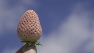 Credit: Devin Hujdic, Aim High Media Service Florida Pearl™ Pineberry