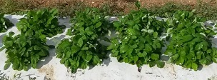 Credit: Alan H. Chambers, UF/IFAS Alpine strawberry plants