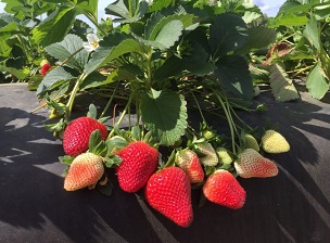 Credit: Vance M. Whitaker, UF/IFAS ‘Florida Brilliance’ on a commercial farm near Plant City, Florida in late February 2018
